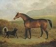 Image result for Racehorse