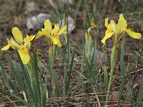 Iris arenaria ಗಾಗಿ ಇಮೇಜ್ ಫಲಿತಾಂಶ