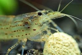 Image result for Algae Shrimp