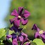 Image result for Clematis Etoile Violette