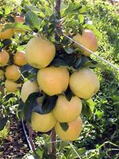 Image result for Dwarf Red Delicious Apple Tree