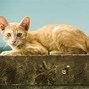 Image result for High Breed Cat