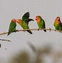 Image result for Burung Lovebird