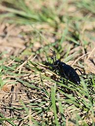Image result for Crick Insect