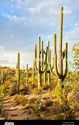 Image result for Big Desert Cactus