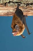 Image result for Bats in Illinois Species