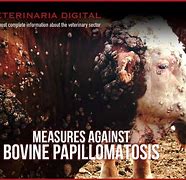 Image result for Bovine Papillomavirus