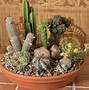 Image result for Indoor Dish Garden Cactus