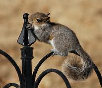 Image result for Funny GIF Animals Squirrel