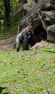 Image result for Ozzie world's oldest gorilla dies