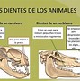 Image result for acoralamiento