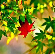 Image result for Early Autumn