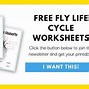 Image result for Insect Life Cycle Worksheet