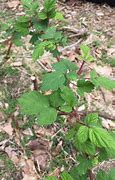 Image result for Three Leaf Plant with Thorns