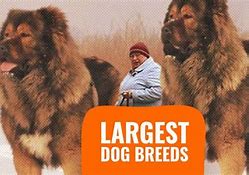 Image result for Biggest Dog in History
