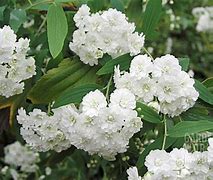 Image result for Spiraea prunifolia Plena