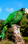 Image result for amazona