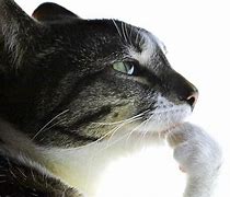 Image result for Thinking Cat