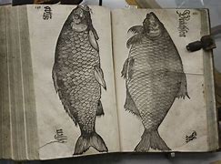 Image result for Medieval Fish