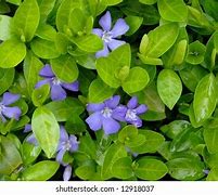 Image result for Purple Periwinkle Ground Cover