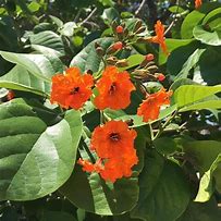 Image result for Geiger Tree Hawaii