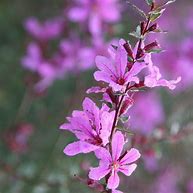 Image result for Lythrum virgatum Dropmore Purple