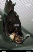 Image result for Fiji Fruit Bat