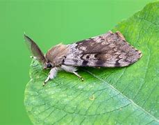 Image result for Moth