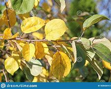 Image result for Autumn Leaves Apple Tree