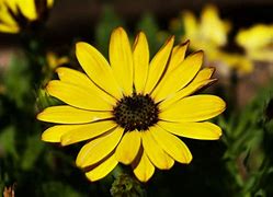 Image result for yellow daisy