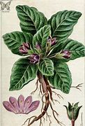 Image result for Herbs From Medieval Europe