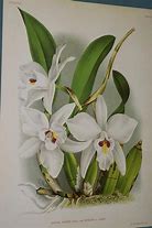 Image result for Cattleya Orchid Flower Drawing