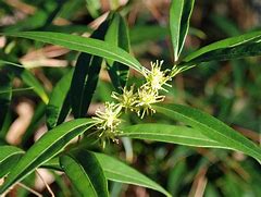 Sarcococca saligna ପାଇଁ ପ୍ରତିଛବି ଫଳାଫଳ