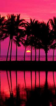Image result for Pink Palm Tree Phone Wallpaper