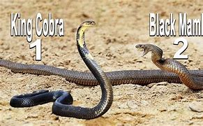 Image result for Black Mamba vs King Cobra Snake