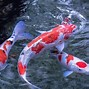 Image result for iPhone 6s Fish Wallpaper