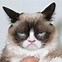 Image result for Funny Cat iPhone Wallpaper