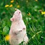 Image result for Cute Rat Picture Reaching