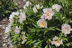 Paeonia itoh Ballarena de Saval に対する画像結果