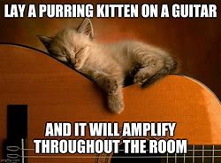 Image result for Funny Cat Purr