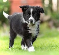Image result for Collie Dog Breed Puppy