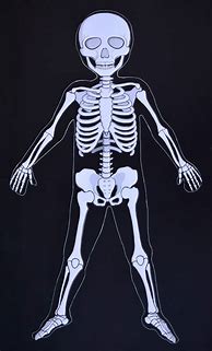 Image result for Life-Size Printable Skeleton Parts
