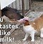 Image result for Animated Cow Meme