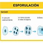 Image result for esporulaci�n