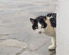 Image result for Stray Cats