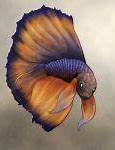 Image result for Betta Fish Laptop Wallpaper