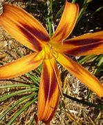 Image result for Hemerocallis Tigereye Spider