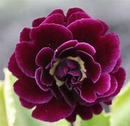 Bildergebnis für Primula auricula Rabley Heath