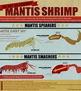 Image result for Shrimp/Prawn Lobster