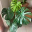 Image result for Monstera Borsigiana Aurea